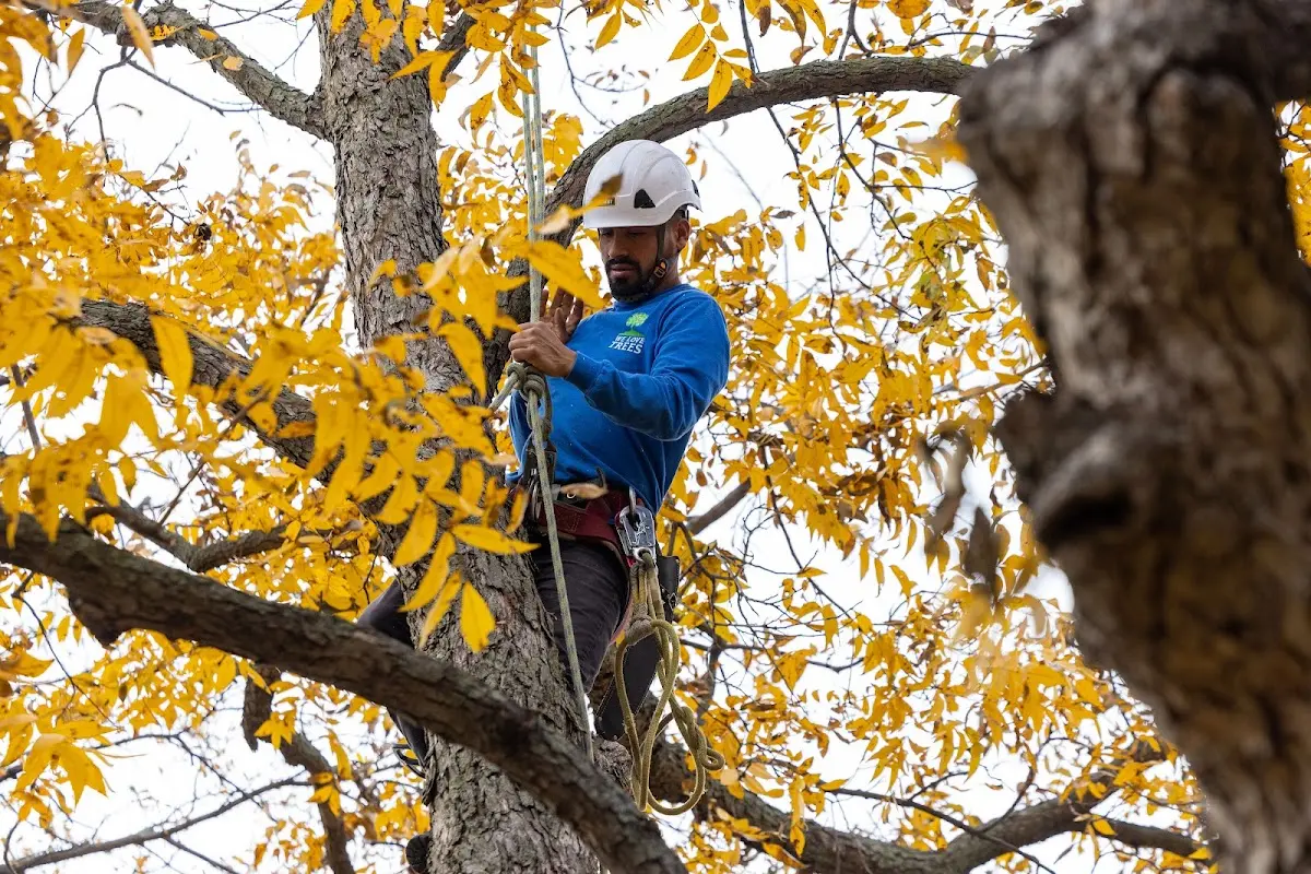 Skilled Tree Planing crew working in Farlington